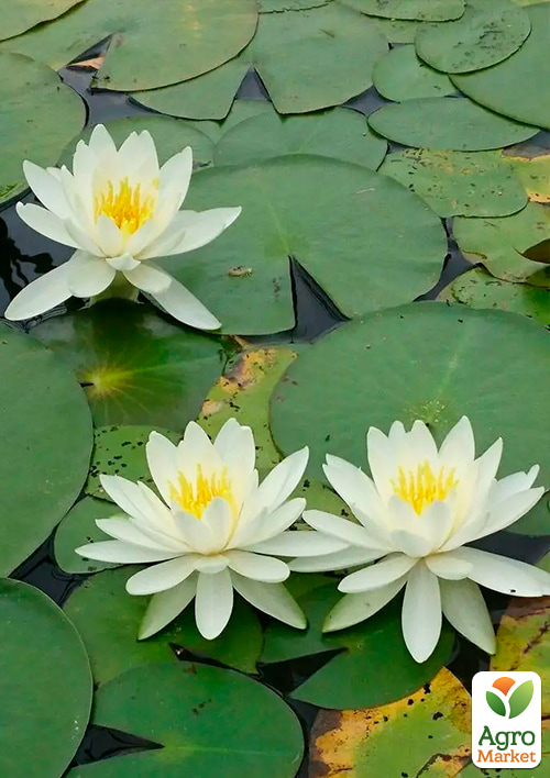 Нимфея "Marliacea Albida" - фото 3