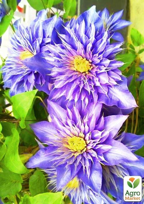 Клематис "Multi Blue" - фото 5