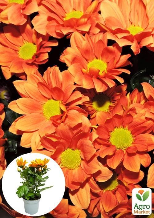 Хризантема "Classic Orange" (Нидерланды)