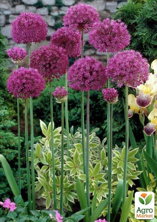 Аллиум "Ostara" 