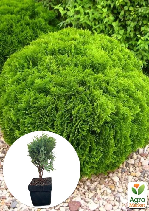 Туя западная 4-х летняя "Danica" (Thuja occidentalis) С3, высота 20-30 см