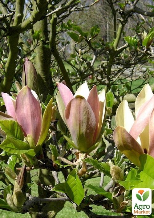 Магнолия бруклинская 5-ти летняя "Woodsman" C12 высота 170-200см - фото 2