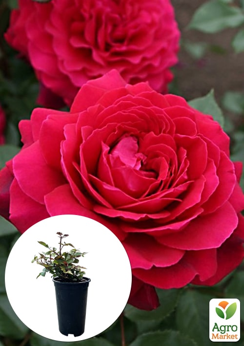 Роза в контейнере чайно-гибридная "Bellevue" (саженец класса АА+)