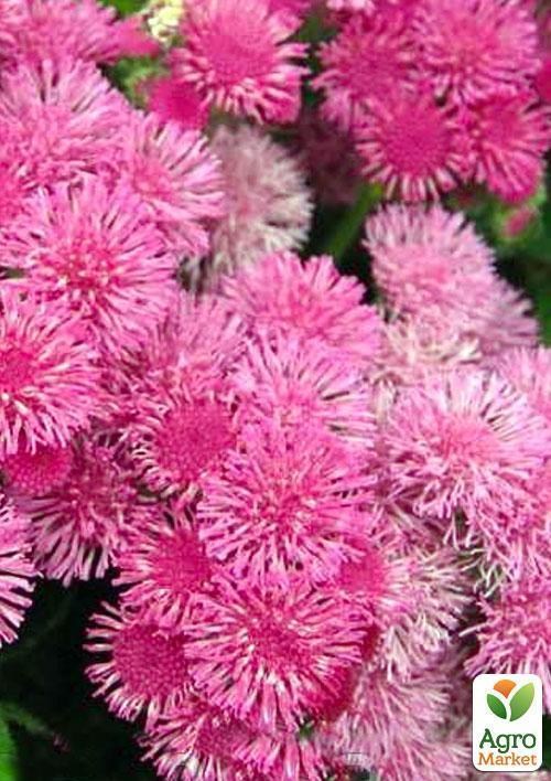 Агератум "Рожевий" (Зипер) ТМ "Весна" 1г - фото 2
