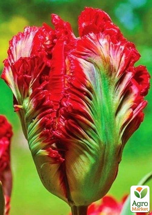 Тюльпан "Red Wave" 