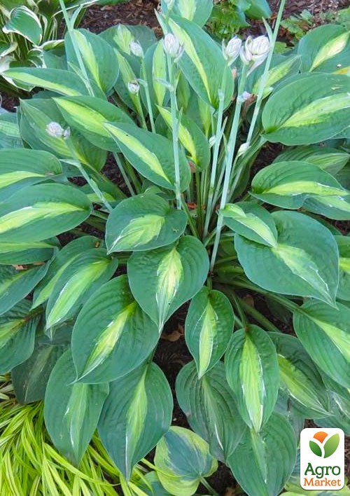 Хоста "Broad Street" 