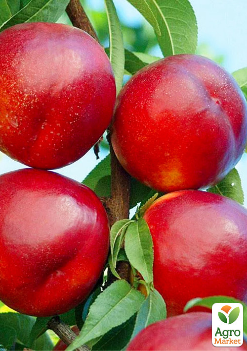 Нектарин "Биг Топ" (лысый персик, средний срок созревания)