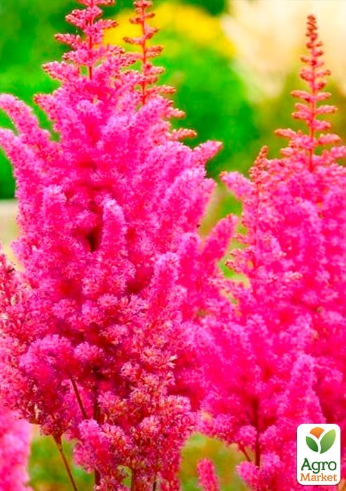 Астильба "Gloria" 1шт - фото 2