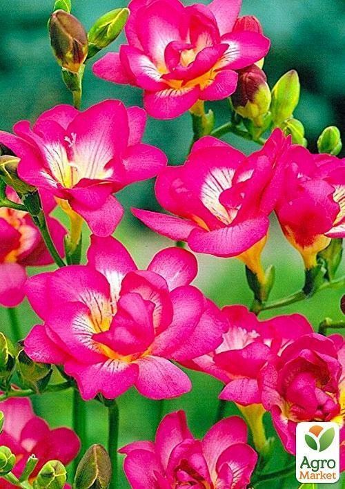Фрезія махрова "Pink-White" 5шт в упаковці