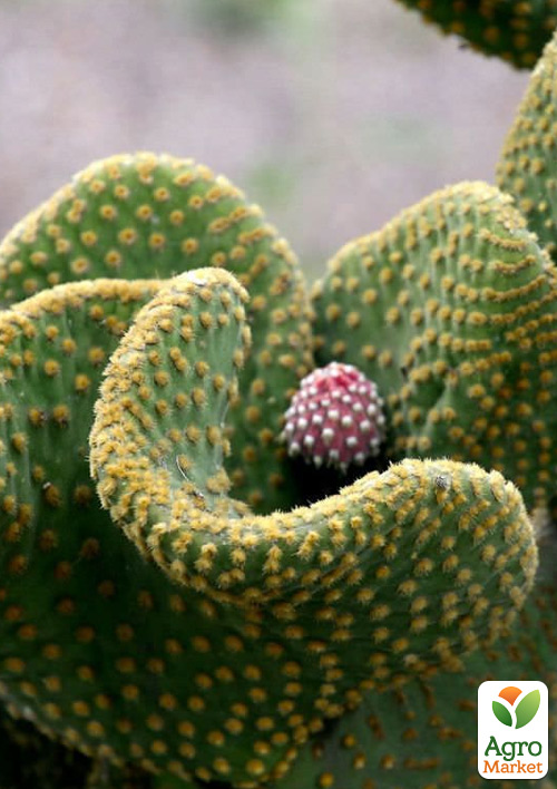 Кактус "Опунция" (Opuntia Microdasys Cristata) (Нидерланды) - фото 5