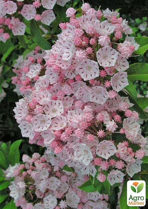 Кальмія latifolia "Elf" - фото 3