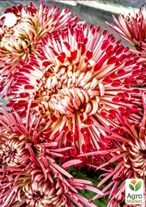 Хризантема корейская "Звездная принцесса" (укорененный черенок высота 5-10 см)