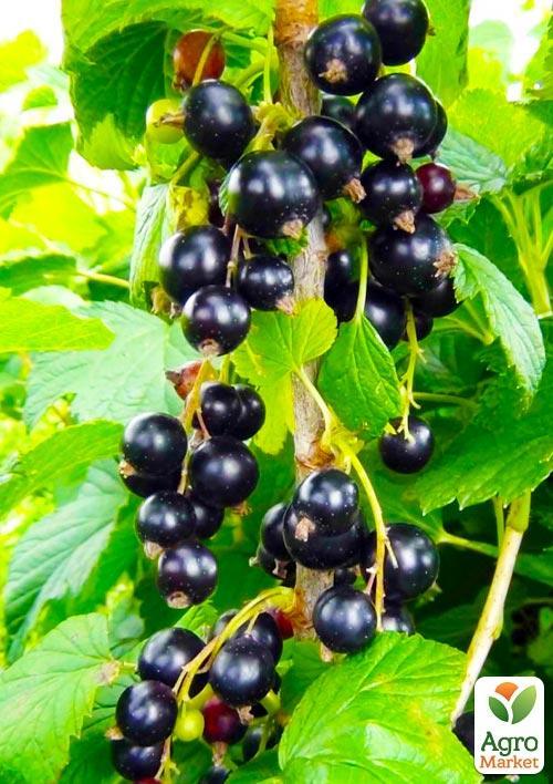 Смородина на штамбі "Бона" (Bona) (супер-ранній термін дозрівання)