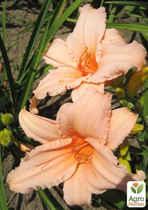 Лілійник "Churchil Dawn" 1шт в упаковці