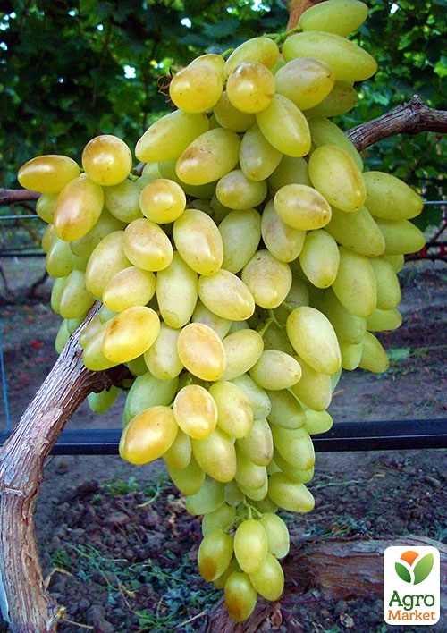 Виноград кишмиш "Осенний крупноплодный"