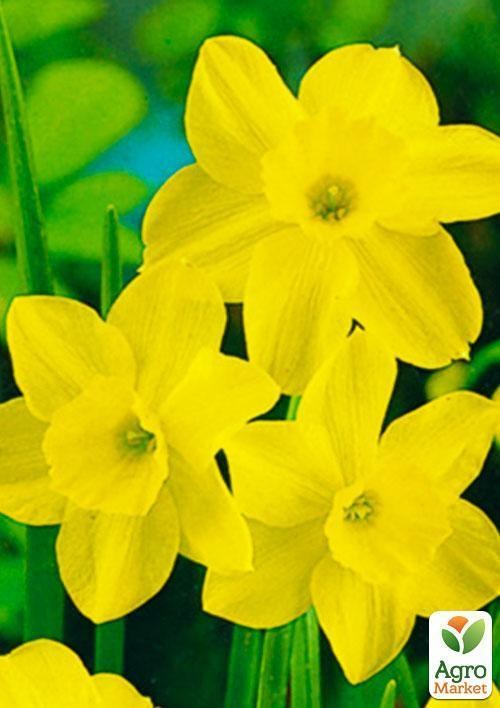 Нарцис "Threvitian" 2шт в упаковці