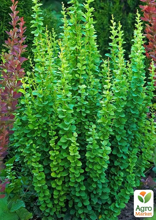 Барбарис Тунберга "Erecta"  (контейнер P9)