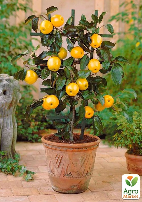 Яблоня колоновидная "Канадская"