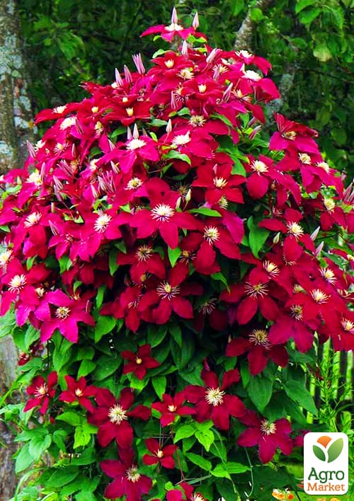 Клематис "Niobe" (повторноквітучий сорт)