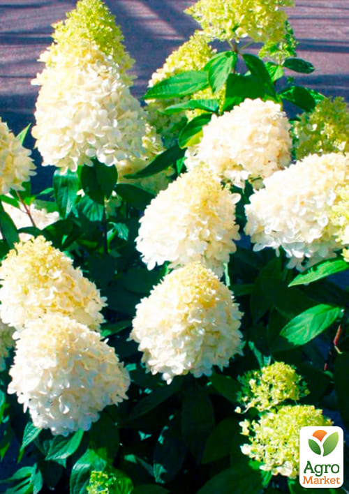 Гортензия метельчатая "Bobo"  - фото 2