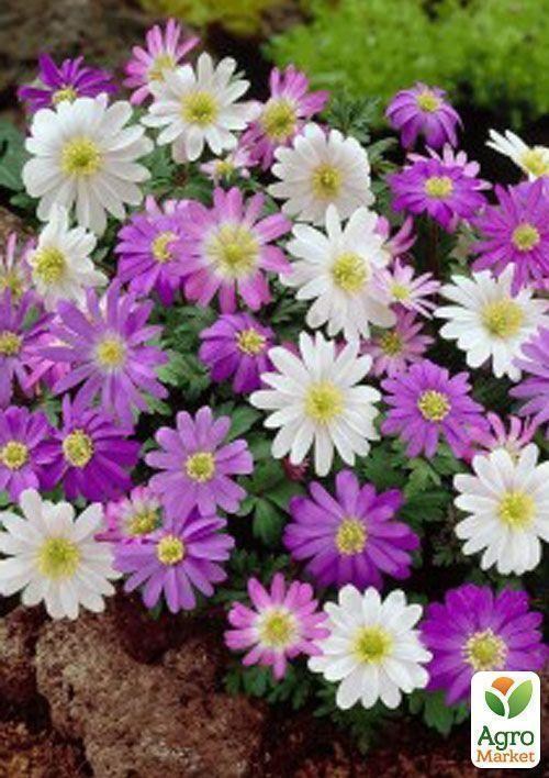 Анемона "Blanda" микс (размер 5/7 крупный) 5шт в упаковке - фото 2