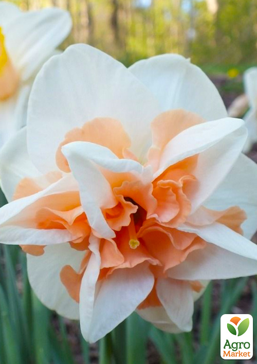 Нарцис "Delnashaugh" - фото 2