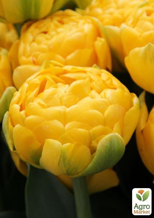 Тюльпан "Gold Fever" (розмір 11/12, великий) 3шт в упаковці