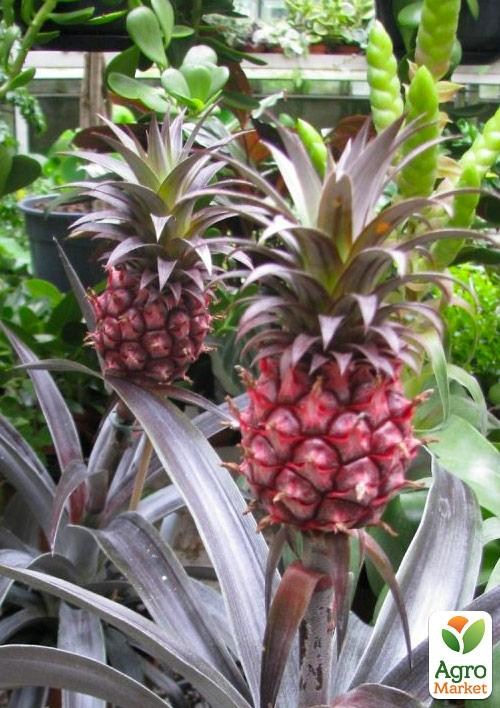 Ананас Червоний "Pacifico" (40-50 см) вік 4 роки