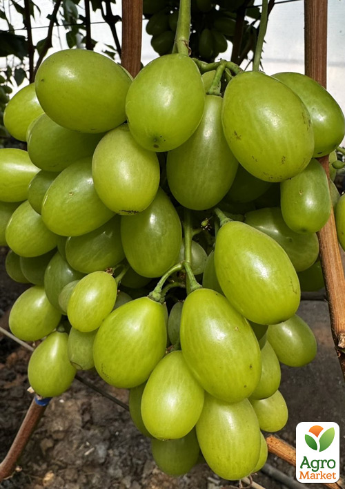 Виноград "Бриллиант Мускат" (ранний, крупная ягода, цветочный аромат) - фото 4