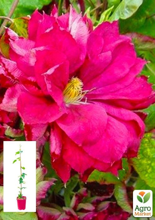 Клематис 3-х летний "Red Star" С2