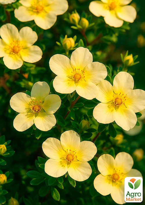 Лапчатка Кустарниковая "Limelight"