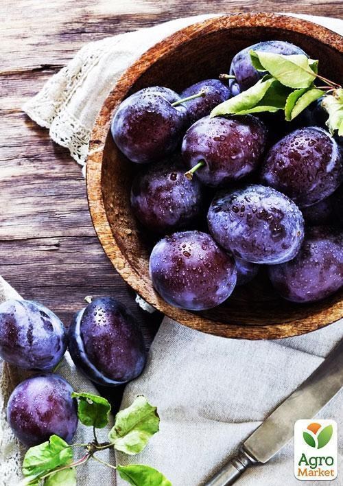 Эксклюзив! Слива красно-бурая "Страсть" (Passion) (премиальный высокоурожайный сорт) - фото 2