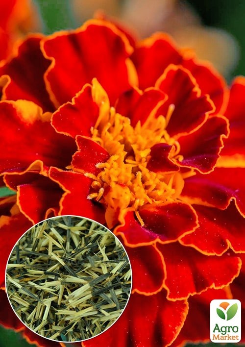 На развес Бархатцы "Красный бархат" ТМ "Весна" цена за 2г