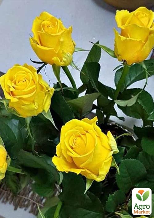 Роза чайно-гибридная "Penny Lane" (саженец класса АА+) высший сорт - фото 5