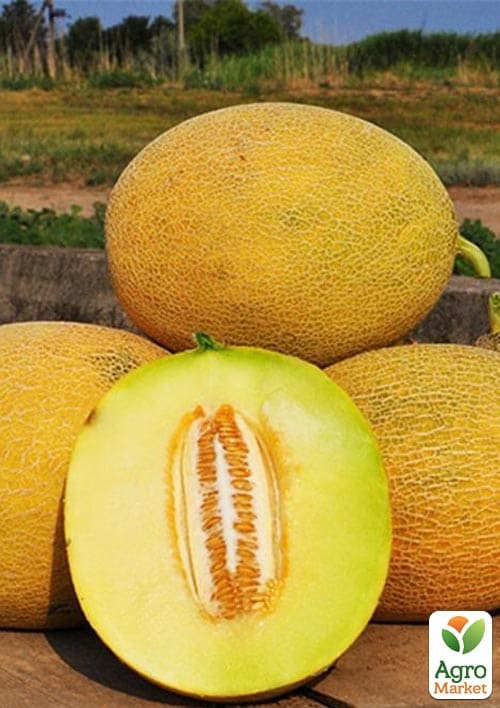 Дыня "Титовка" (Зипер) ТМ "Весна" 3г - фото 2