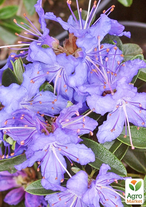 LMTD Рододендрон цветущий 2-х летний "Night Sky" (высота 20см) - фото 7