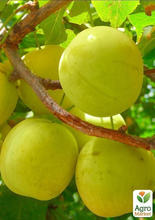 Слива "Никитская" (летний сорт, ранний срок созревания) - фото 3