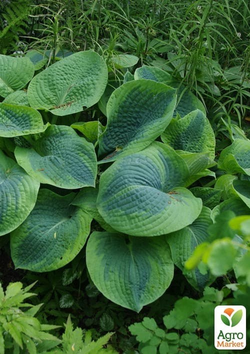 Хоста гибридная "Frances Williams", С3 - фото 2