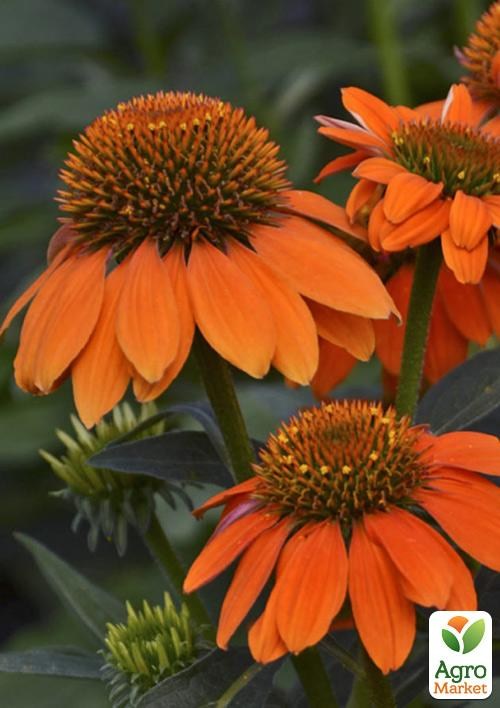 Эхинацея "Meditation Orange"