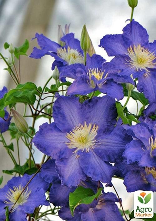 Клематис 3-х річний "Stefan Franczak" С2 - фото 2