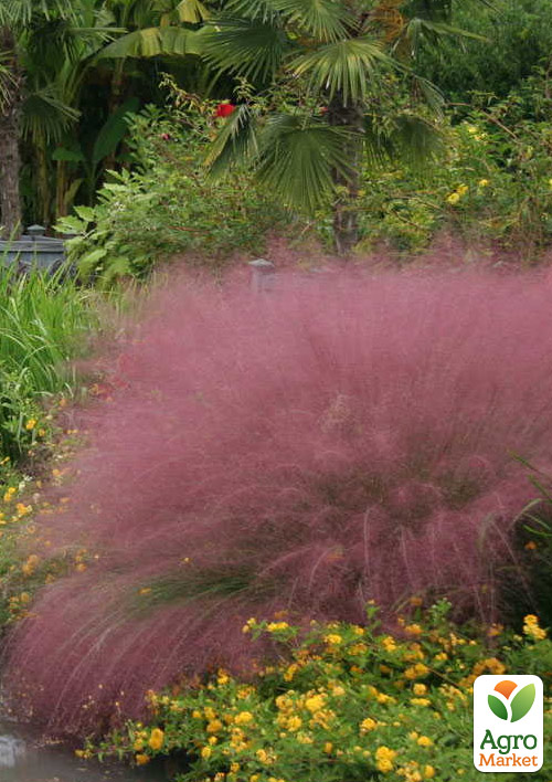 Мюленбергія "Muhlenbergia capillaris" вазон Р9