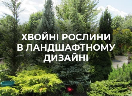 Популярні види хвойників для ландшафтного дизайну