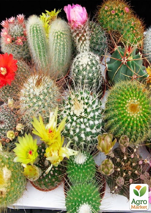 Кактус "Суміш" ТМ "Vesna Exclusive"10шт
