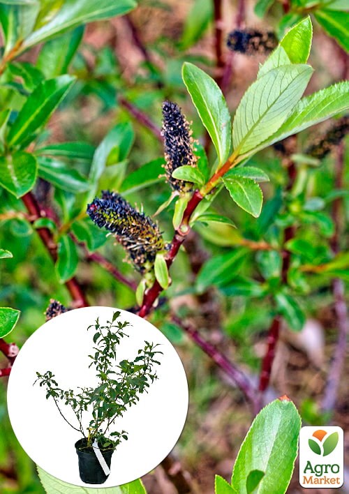 Верба 2-х річна тонкослупкова чорна "Melanostachys"