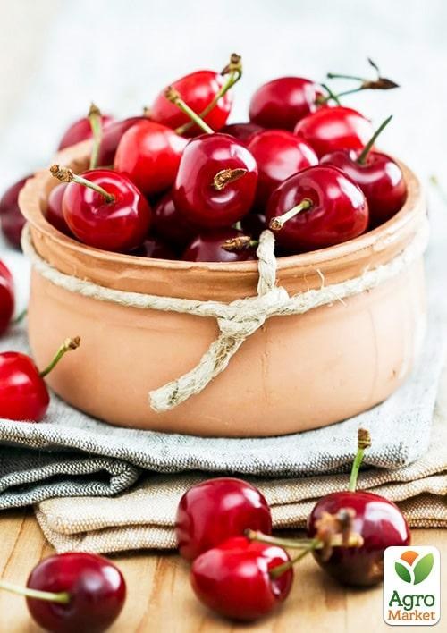 Уцінка !!! Вишня в асортименті 1 саджанець в упаковці