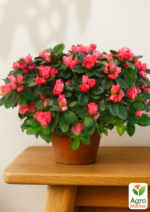 Рододендрон комнатный "Thesla" высота 20-30см  - фото 5