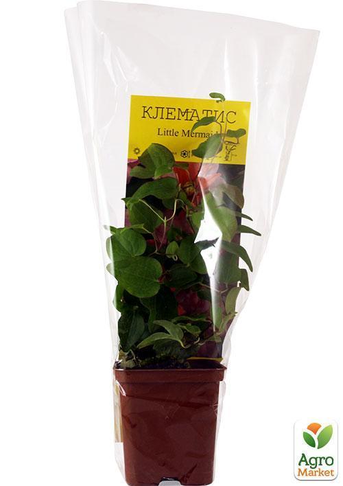 Клематис "Little Mermaid" - фото 11