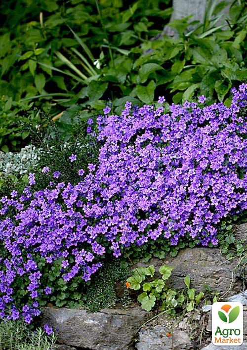 Кампанула Portenschlagiana "Catharina"  