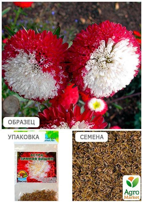 Айстра "Зимова вишня" (Зипер) ТМ "Весна" 0,5г - фото 3
