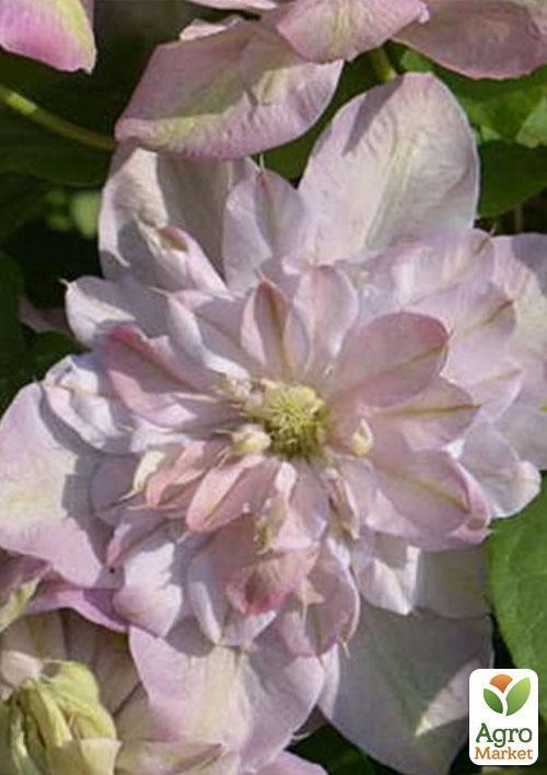 Клематис "Innocent Blush" (повторноквітучий сорт) - фото 8